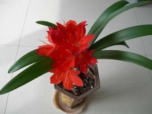 紫根兰5棵,约一厘米直径,包邮,现挖