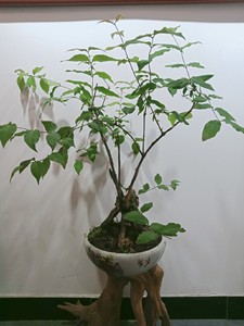 秦岭羊奶奶果盆景5年老庄腾地方特价处理,包活树叶茂盛,外地土