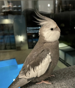 玄凤鹦鹉,白子黑牛黄化原始灰珍珠,包邮包活,雏鸟都有,笼养会