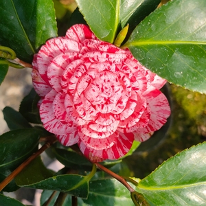 990人付款淘宝【白瑞奇】稀有品种茶花盆栽树苗白瑞琪嫁接山茶四季