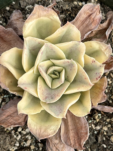 【月亮河锦多肉】月亮河锦多肉品牌,价格 - 阿里巴巴