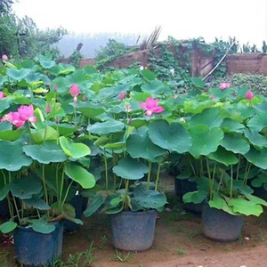 【精品大型观赏荷花苗3折出】莲藕苗食用莲藕根块种子带芽花卉庭