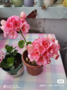 天竺葵国王和绿植长寿花孔雀,两盆一共15元,仅限同城,买就送