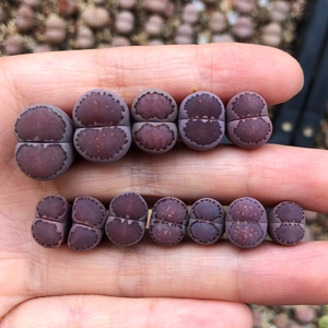 生石花紫饼干,一手打包价,一共12个头,2-1是双头,不单出