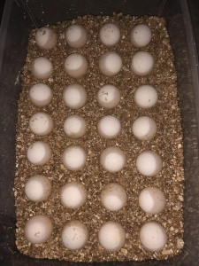 纯佛鳄龟蛋,百分百受精蛋,送孵化工具.包受精,包品质,蛋成型