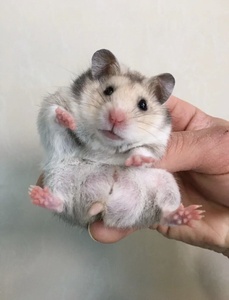 长毛家养宠物金丝熊幼崽小仓鼠熊类可配情侣纯银米熊虎纹包活