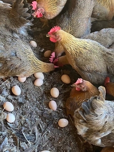 清远麻鸡深圳活鸡配送芦花鸡、稻花鸡4斤以上，6个多月刚开始产