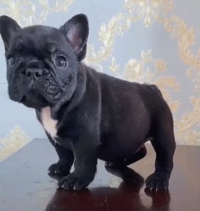 高品质乌漆嘛黑黑色法斗幼犬出售找新家,三个月大,会吃狗粮,会