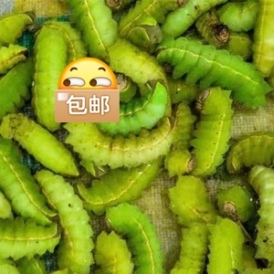东北新鲜冷冻蚕蝉茧大青虫神仙蝉蛹青蚕大绿蚕柞蚕绿蚕肉柞蚕包邮