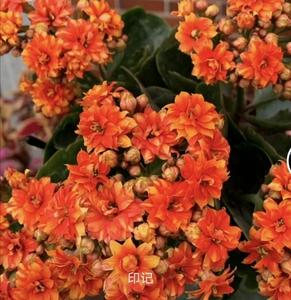 长寿花印记大花出苗对版的我家