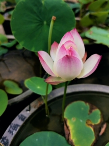 仙气十足的小型丰花碗莲:梦瑶台,碗莲种藕,成品苗,花苗,莲子