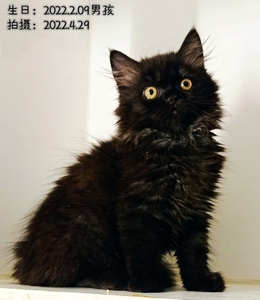 纯黑色高地猫,三个月男孩,疫苗齐全,已做驱虫,寻找好人家,善