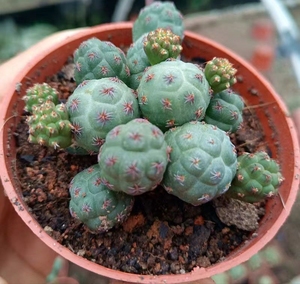 【足球团扇】趣味无刺仙人球 开花小型群生仙人掌多肉植物防辐射