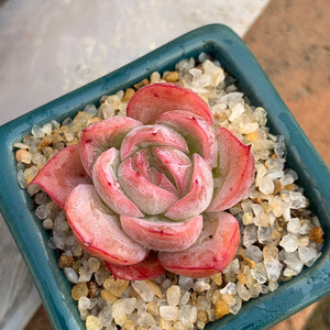 落樱多肉 日本原始冰梅 原始蓝色惊喜 多肉