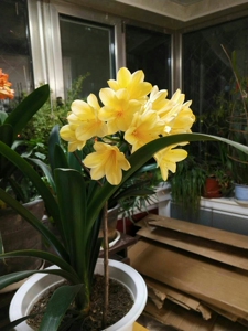 出黄花细叶君子兰,开花与百合花一样,包对版,可邮寄,由于鲜花