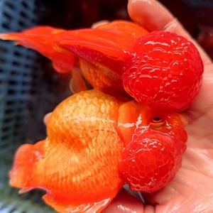 【8-10的3条狮子头国狮金鱼19.8包邮清塘价!包邮包活】