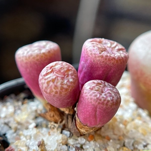 肉锥 4头玛瑙玉红嘴巴红点点群生大型种多肉植物一物一拍