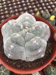 【龟甲鸾凤玉】龟甲鸾凤玉品牌,价格 - 阿里巴巴