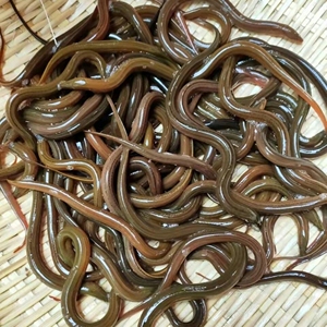 鳝鱼苗四川优质黄鳝苗长鱼苗活体鱼苗批发淡水养殖苗稻田池塘养殖