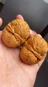 云南铁核桃元宝