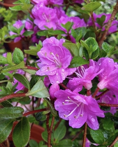 【深山雾岛系杜鹃——滕重】深山雾岛系杜鹃里的经典品种,紫色重