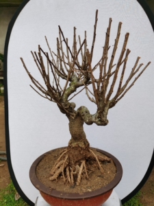 金雀北雀盆景-淘宝拼多多热销金雀北雀盆景货源拿货 - 阿里巴巴货源