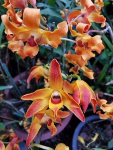 梵净山石斛小苗数量不多58元包邮