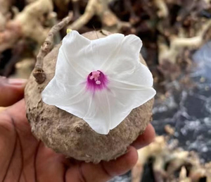 赞比亚白花牵牛布鲁牵牛何鲁牵牛块根植物盆栽花卉绿植