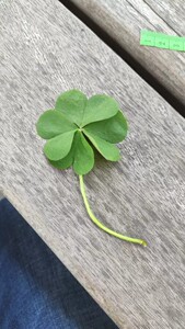 超大野生四叶幸运草,做成干花标本