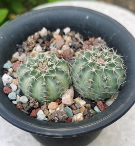 仙人球 鹿角柱属 明石丸