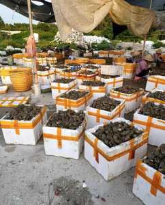 生蚝批发一个2毛100斤220元鲜活生蚝山东乳山蚝广东生蚝大