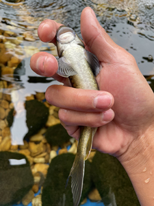 东方墨头鱼,墨头鱼,除藻狂魔!狮子鱼观赏鱼原生鱼冷水鱼