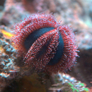 深海观赏鱼 蓝礼服海胆 彩色礼服海胆 藻类 特价促销 顺丰空