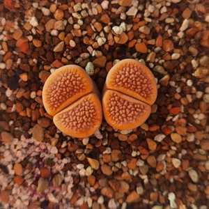 生石花-红富贵玉 普货也可以艳压群芳(孤品) 欣赏遛弯儿 佛