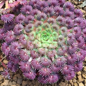 棕榈叶酢浆草(学名:oxalis palmifrons)为多