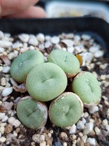 000人付款淘宝多肉植物,肉锥小红嘴肉锥40头,嘴巴绝绝子,嘟嘟嘴,香肠