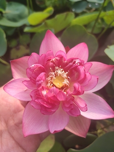 大唐芙蓉 中型碗莲,重瓣,复色,株型很好,叶上花.适合内口