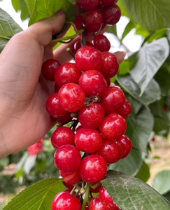 朱砂樱桃苗