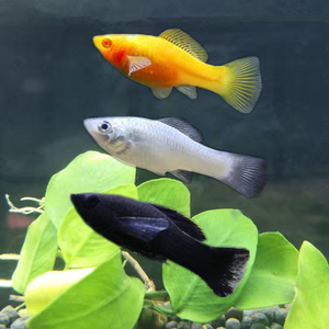 三色玛丽鱼 大规格 36条 淡水鱼