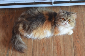 三花波斯猫长毛加菲扁脸猫,目前怀孕中,图片是孕一个多月的时候