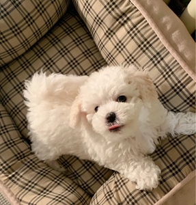 比熊幼犬纯种比熊公宠物卷毛家养纯种小狗幼崽狗狗长不大小体茶杯