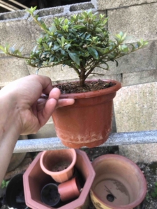 日本实生日之丸杜鹃矮霸一颗原盆土发货