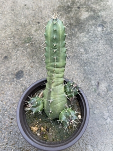 宇宙殿 鹿角柱属 仙人球,长15厘米77带侧芽,开过花,裸根包