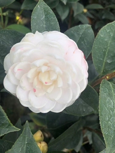 陈思远88863淘宝一树多色彩槟榔茶花品种苗精品绿植盆栽室内外花卉