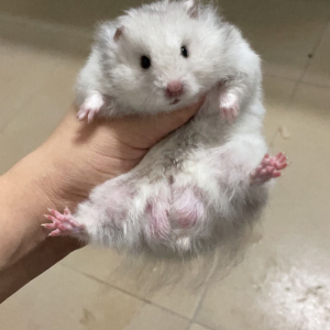 长毛金丝熊家养稀有仓鼠白熊长毛纯银鸽灰假面虎纹活物长毛熊