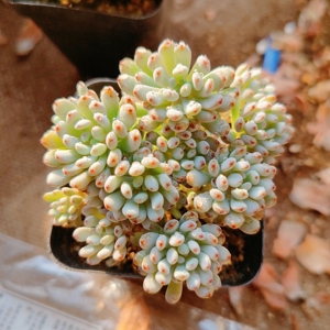 多肉植物蓝豆整群多头群生老桩限时特价满38包邮