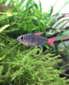 灰太狼灯鱼灰太狼观赏鱼巴西赤目金线灰太狼灯鱼黑丝绒红鳍灯鱼