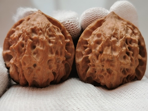 野生白蛇谷狮子头