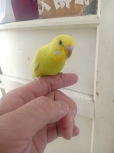 出售刚出窝黄虎皮鹦鹉一只30,自提