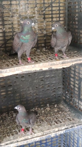 四川铜麻高飞鸽子小青年4只!打包出!品相自己看!80一只!